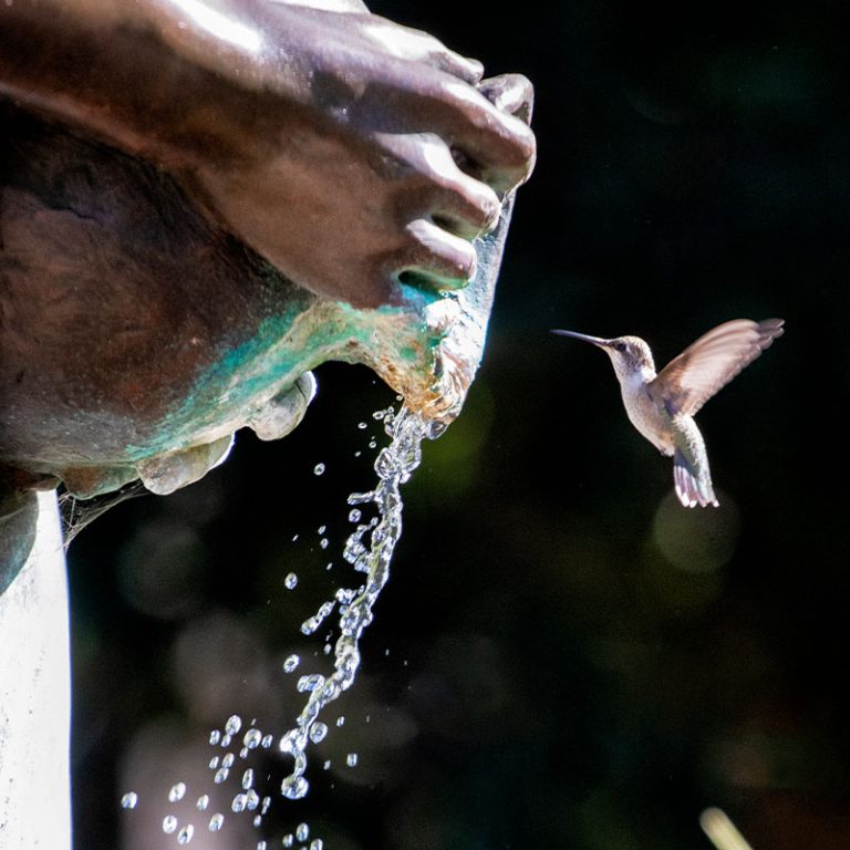 Rancho-La-Puerta__0000s_0003_20190822Hummingbird-6422